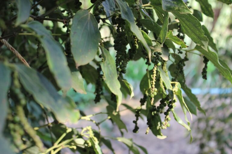 growing peppercorn 768x512