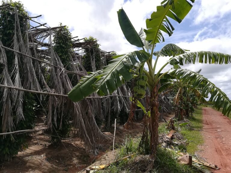 la plantation 768x576