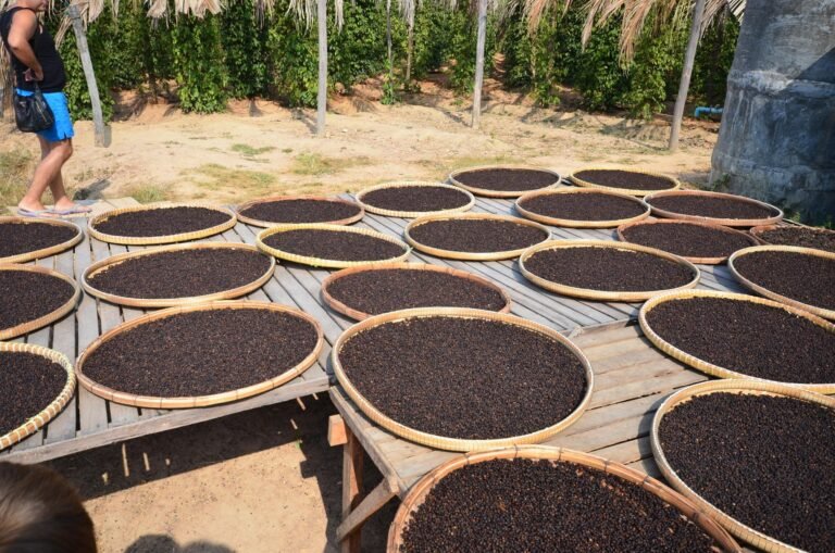 sothy s pepper farm 1 768x509