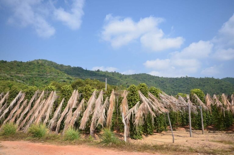 sothy s pepper farm 768x509