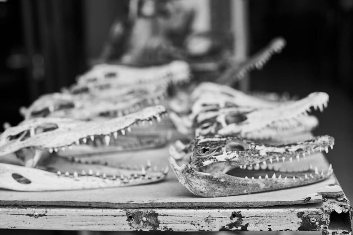 crocodile, ornament, present, head, dental, wild, furniture, cambodia, market, black white, documentary-3783125.jpg