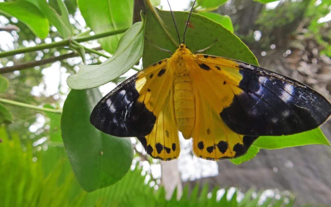 Kampot's Butterfly Gardens and Insect Diversity: A Naturalist's Paradise