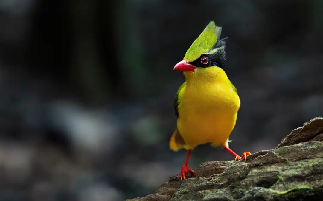 Birdwatching in Kampot Province: Spotting Rare Species in Southern Cambodia